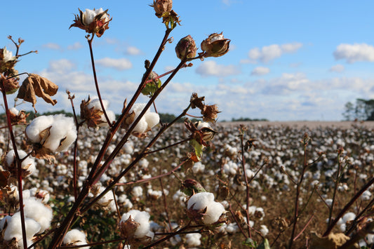 Diferencia entre un suelo de cultivo orgánico y no orgánico para ropa interior de algodón orgánico